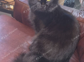 Female cat needs new home