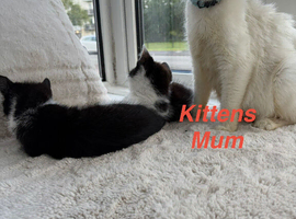 Beautiful kittens looking for a home