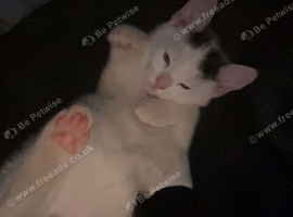 Female kitten