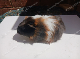 Baby girl guinea pigs