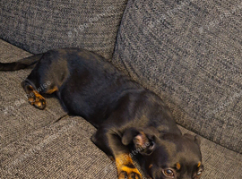 Dachshund cross French Bulldog