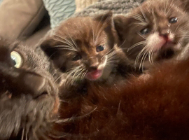 Three female kittens