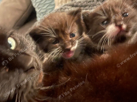 Two female kittens