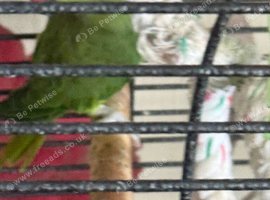 Green indian ringneck parrot