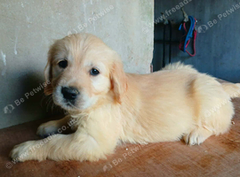 4 Gorgeous boys Ready now for new homes