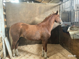 2 year old filly welsh d