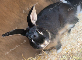 Male Rabbit For sale