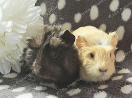 Gorgeous baby boar pair