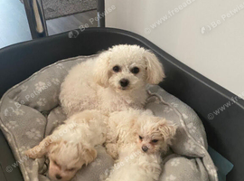 Adorable Bichon Puppies Looking for Their Forever Homes!