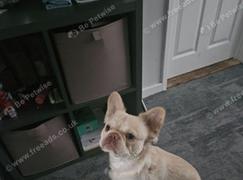 Fluffy frenchie