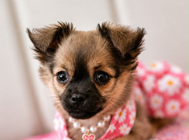 Pomchi puppy girl