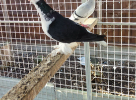 Lahore fancy pigeon for sale