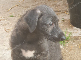 English Deerhound 26 Generation