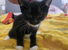 Gorgeous female kitten
