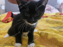 Gorgeous female kitten