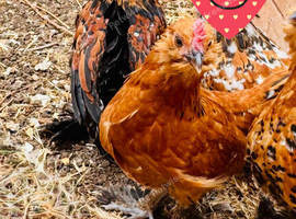 Barbu duccle roosters