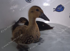 2 ducklings