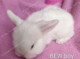 Baby mini lops
