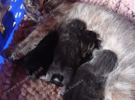 Kittens ready now girl left