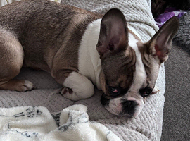 French bull dog