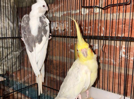Beautiful birds