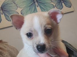 Pomchi pups