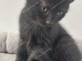 Cat for rehoming