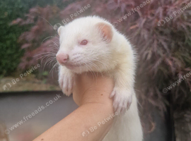 Ferrets available now handled everyday