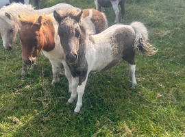 Registered miniature Shetland colt foal