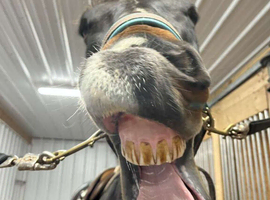 Looking for a full loan cob