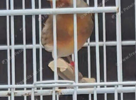 Goldfinch mule cock birds