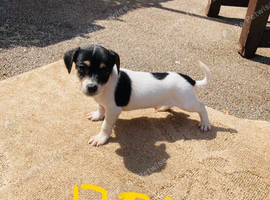 Jack Russell puppies