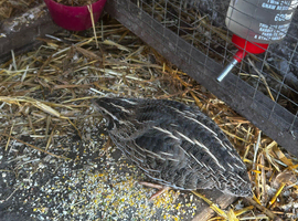quail in Richmondshire area