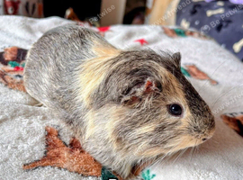 1 Beautiful Boar/Male Guinea Pig..