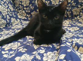 2 kittens male waiting to be loved