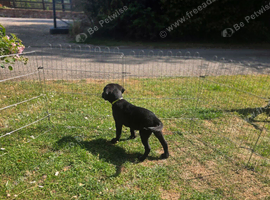 Beautiful Black Labrador Puppy &ndash; Ready Now