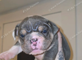 3 beautiful chunky pups