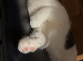 white & grey cat