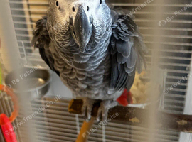 Male African grey with cage and full paperwork
