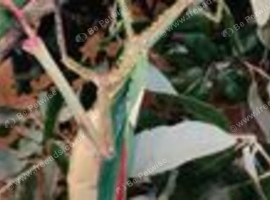 50 x Eurycnema versirubra eggs