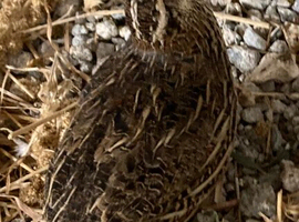 :3 young laying quails