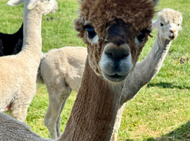 3 x Gorgeous BAS Registered Alpacas