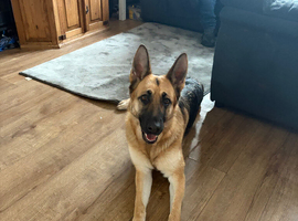 German shepard