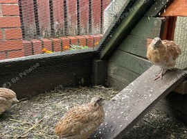 Coturnix Japanese Quails