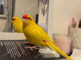 Kakarikie
