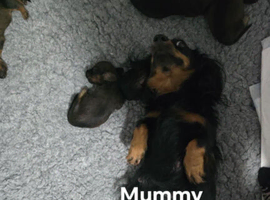 Miniature longhaired dachshunds