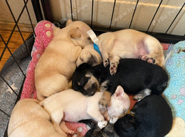 Last 3 boys left born 10th June REDUCED