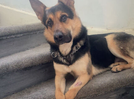 german shepherd
