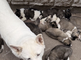 American Akita Puppies