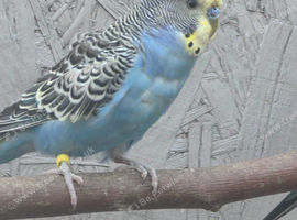 Young Kakariki bourkes and budgies